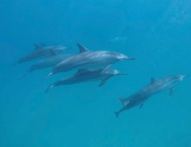 nage dauphins ile maurice