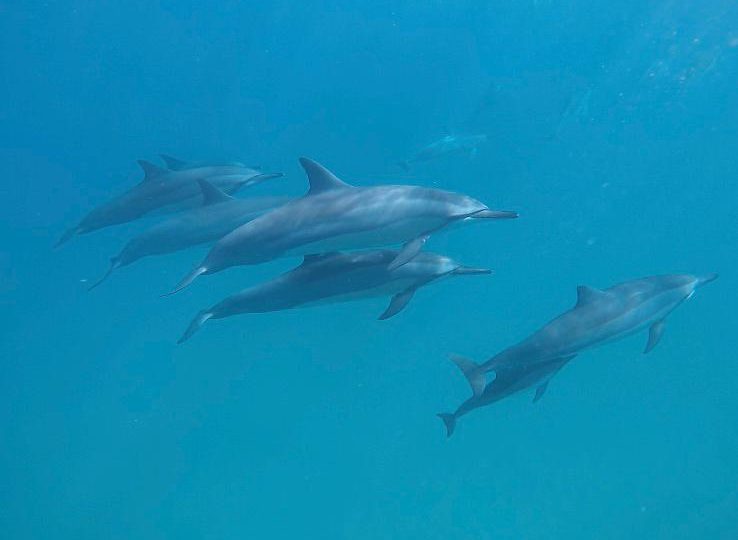 nage dauphins ile maurice