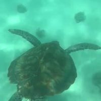 tortue marine ile maurice