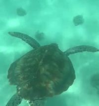 tortue marine ile maurice