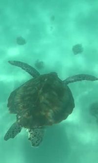 tortue marine ile maurice