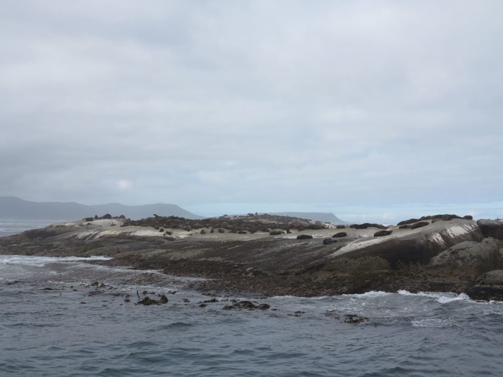 colonie de pingouins à Hout Bay