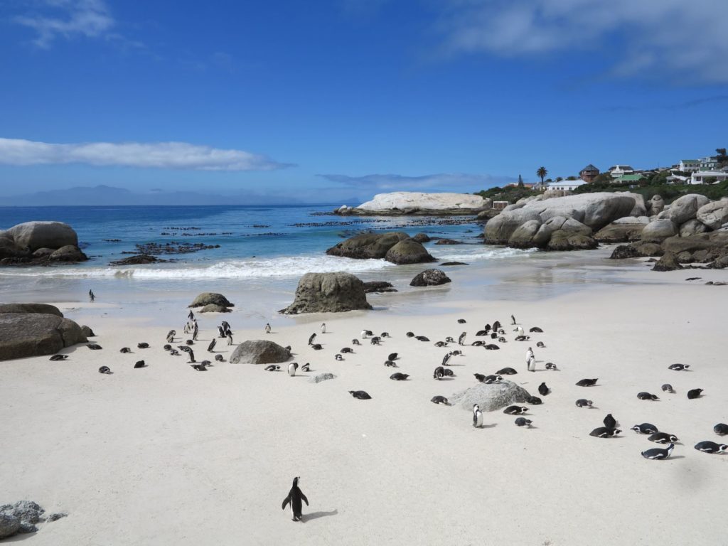 pingouins boulders beach