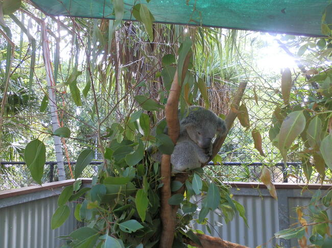 koala magnetic island