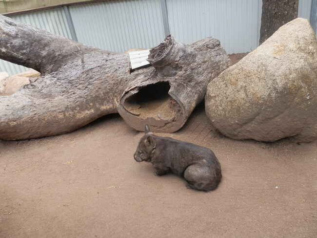 wombat magnetic island