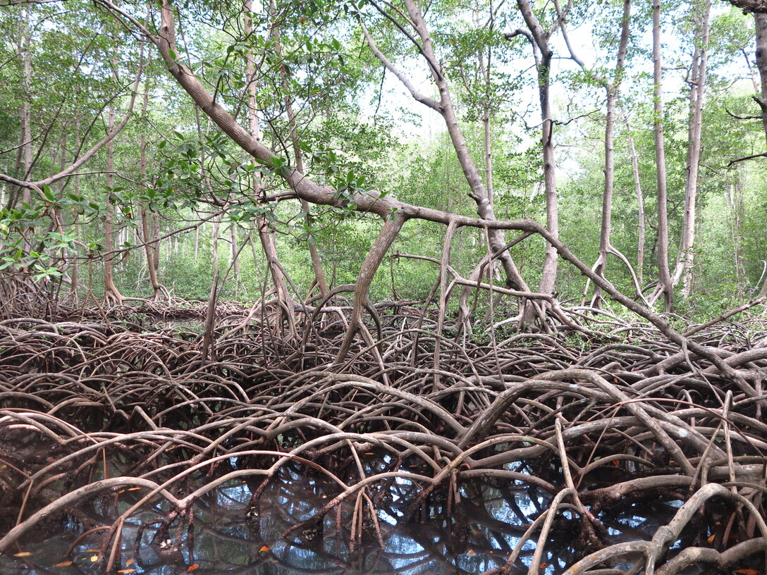 los haitises mangroves