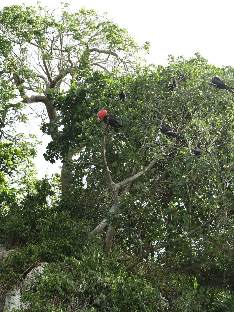 los haitises oiseaux