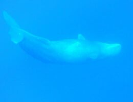 Observation des baleines ou cachalots à l'ile maurice