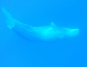 Observation des baleines ou cachalots à l'ile maurice