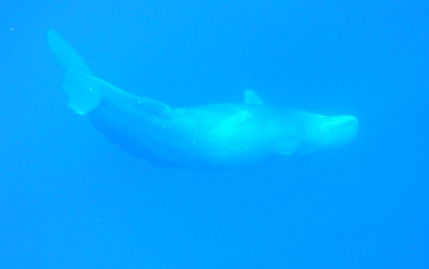 Observation des baleines ou cachalots à l'ile maurice