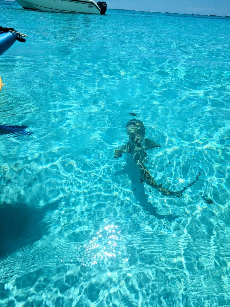 baie requins sortie kayak moorea