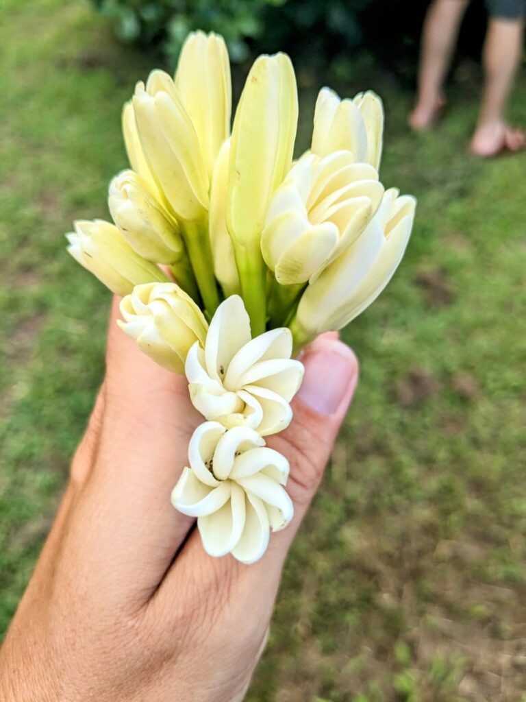 fleurs de tiaré de tahiti