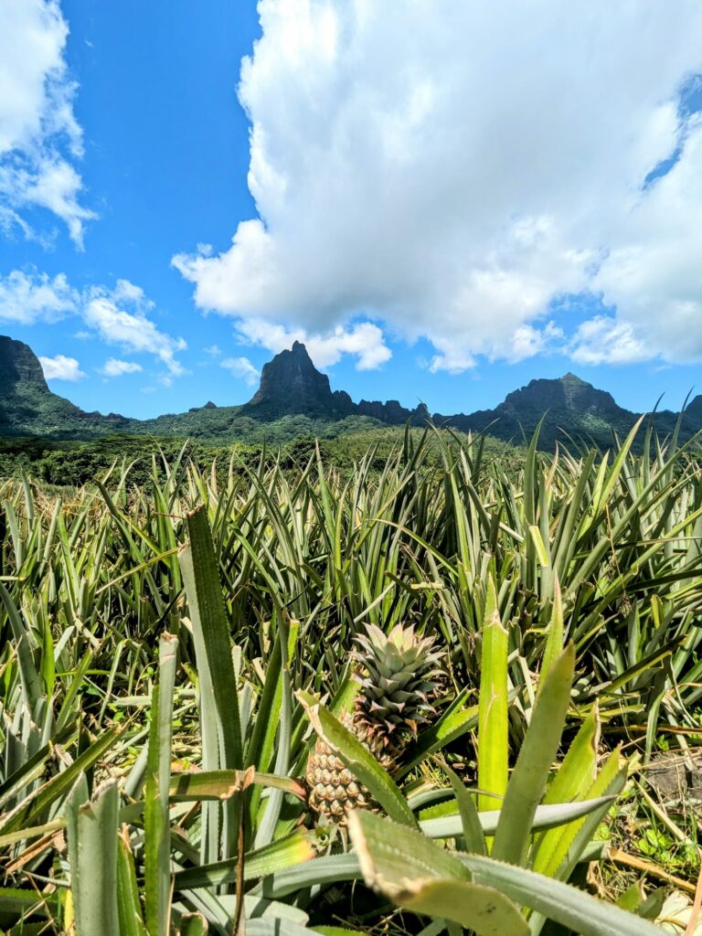 plantation ananas moorea