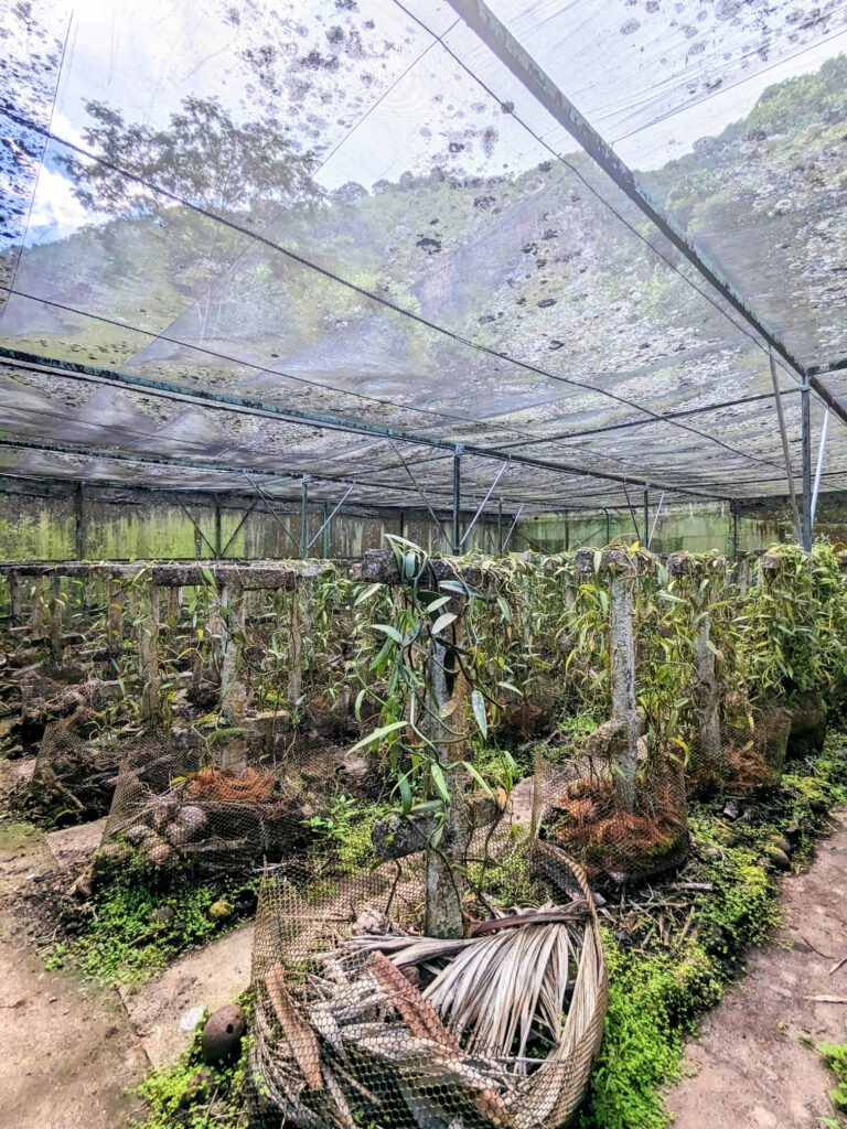 plantation vanille tropical garden moorea