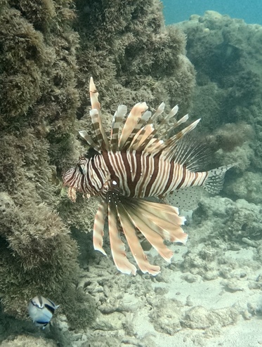 poisson lion snorkeling le morne