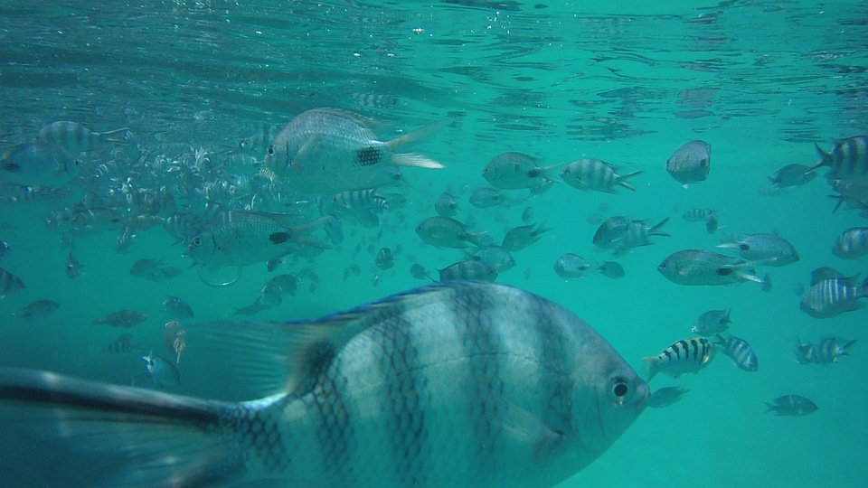 poissons blue bay