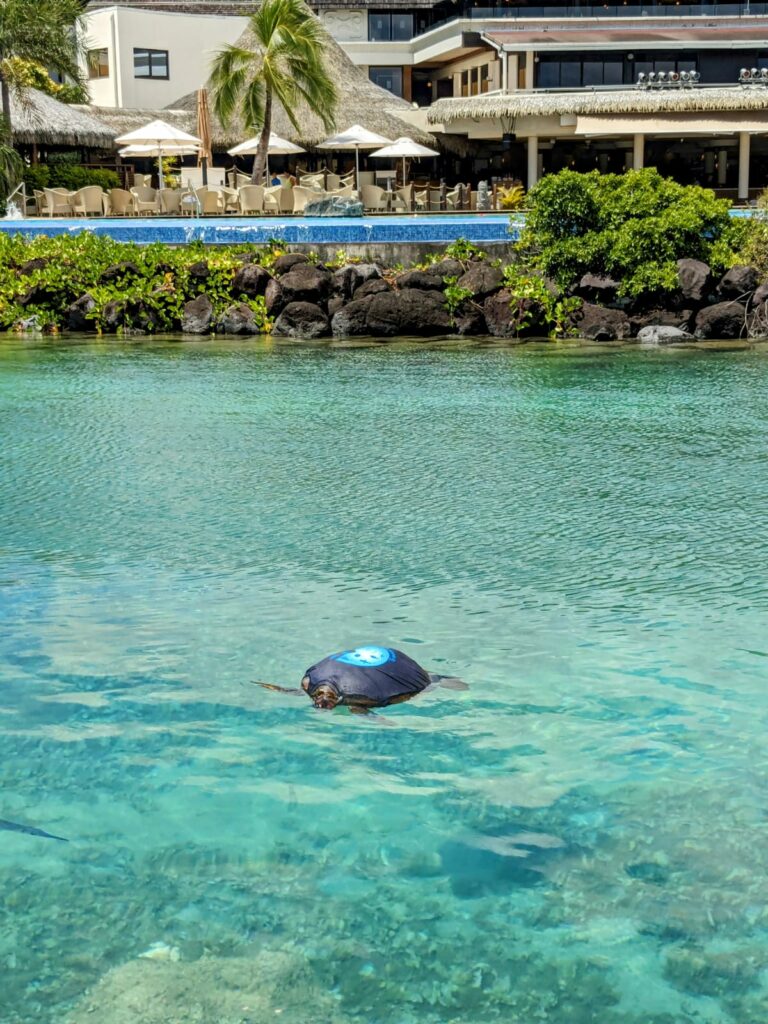 tortue intercontinental tahiti